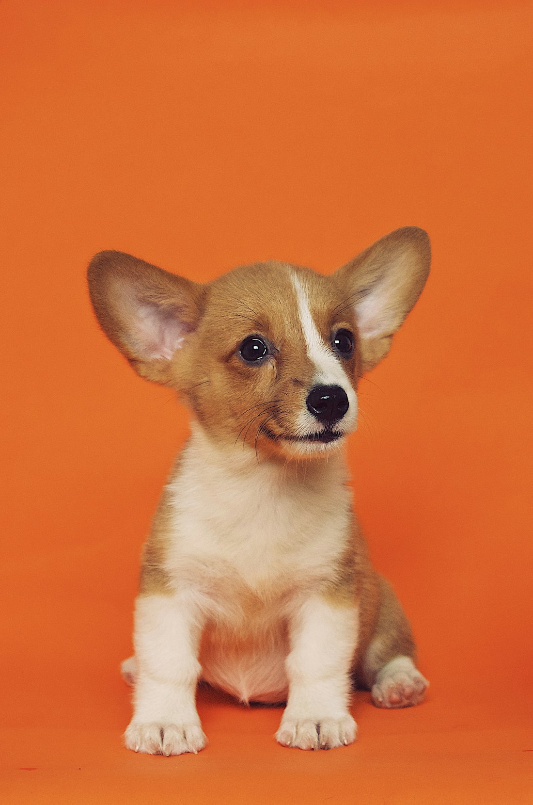Example of the photo you send: face centered, even light, plain background.